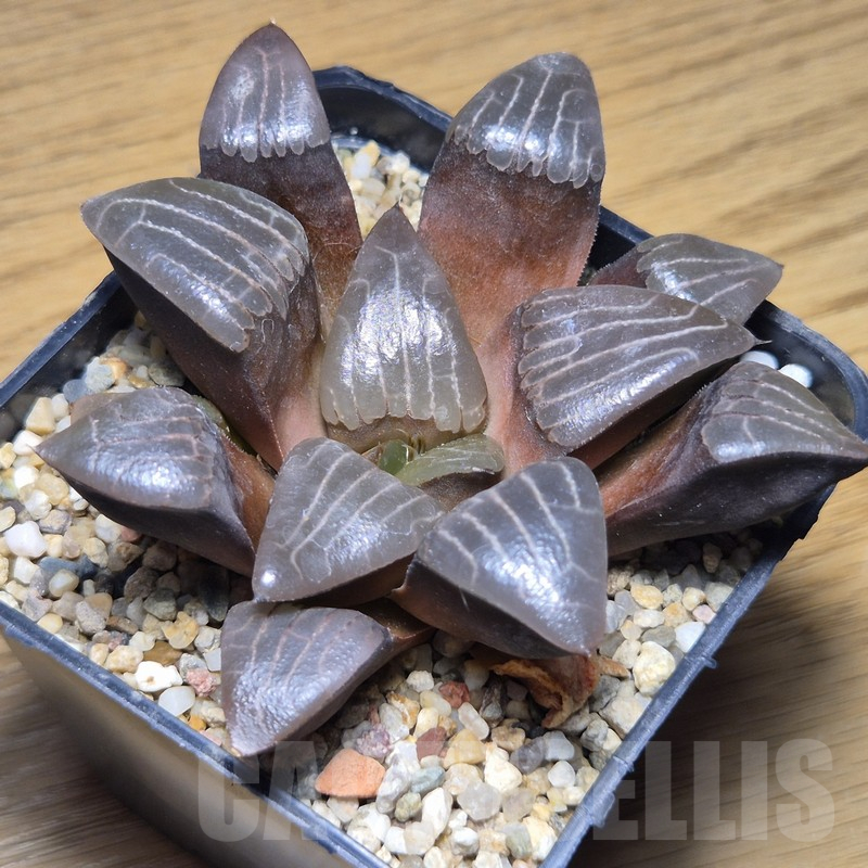 VVG10885 Haworthia bayeri -Japan- x bayeri 'laeta' - Image 2