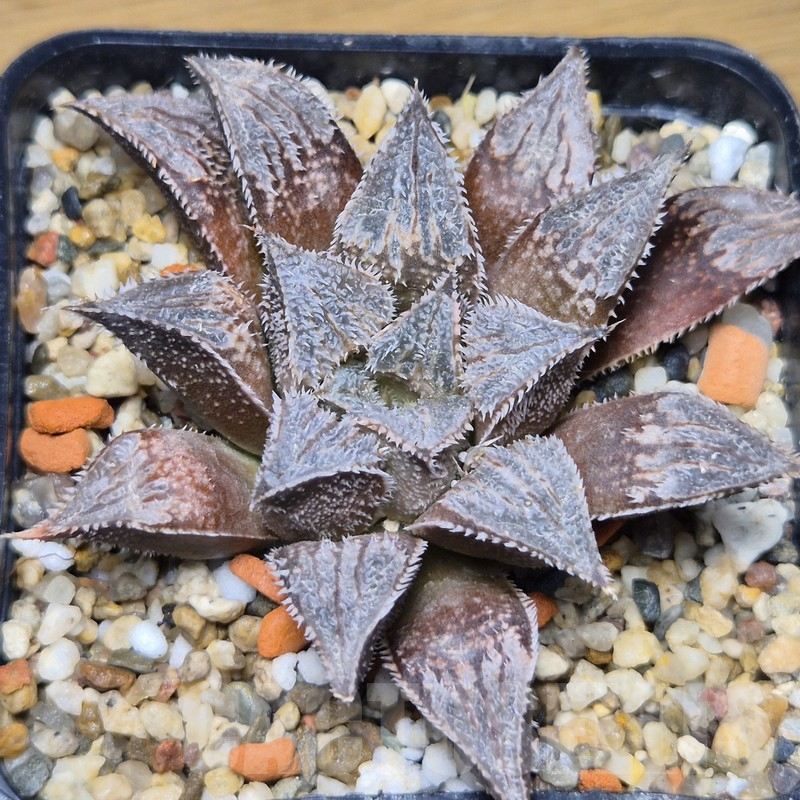 VVG10886 Haworthia wimii -Japan-