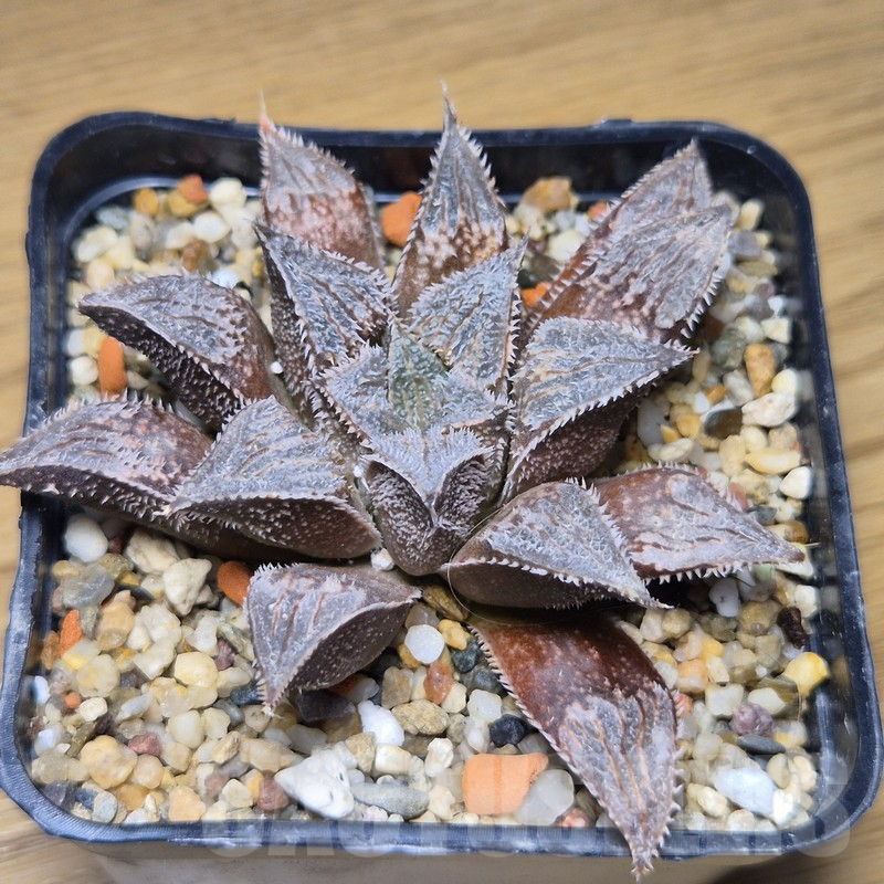 VVG10886 Haworthia wimii -Japan- - Image 2
