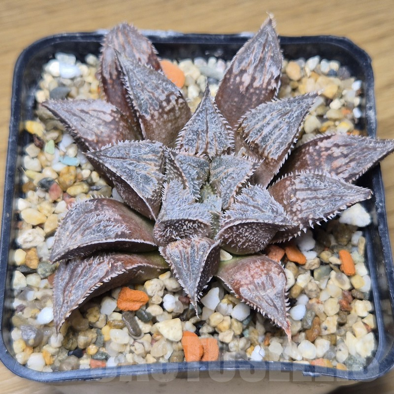 VVG10886 Haworthia wimii -Japan- - Image 3
