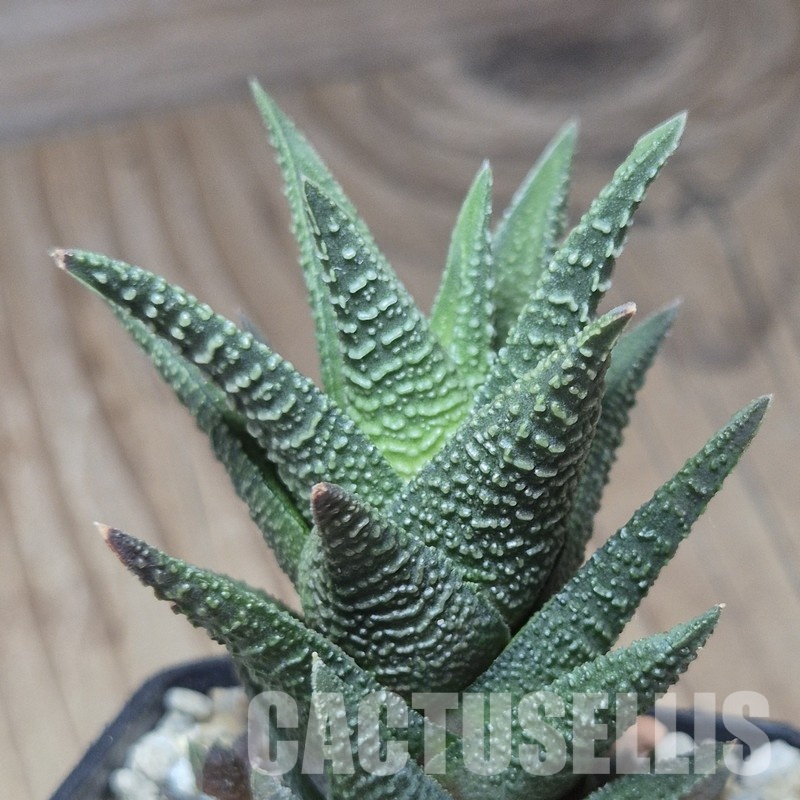 VVG8340 Haworthia nigra hybrid