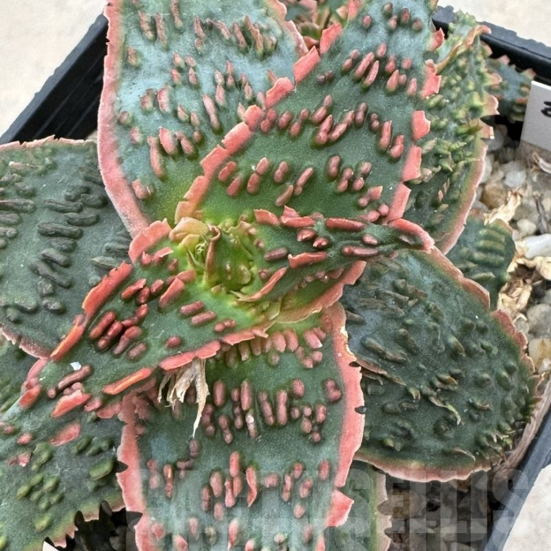 LOT922 20SEEDS Aloe EN65  harvest 2025