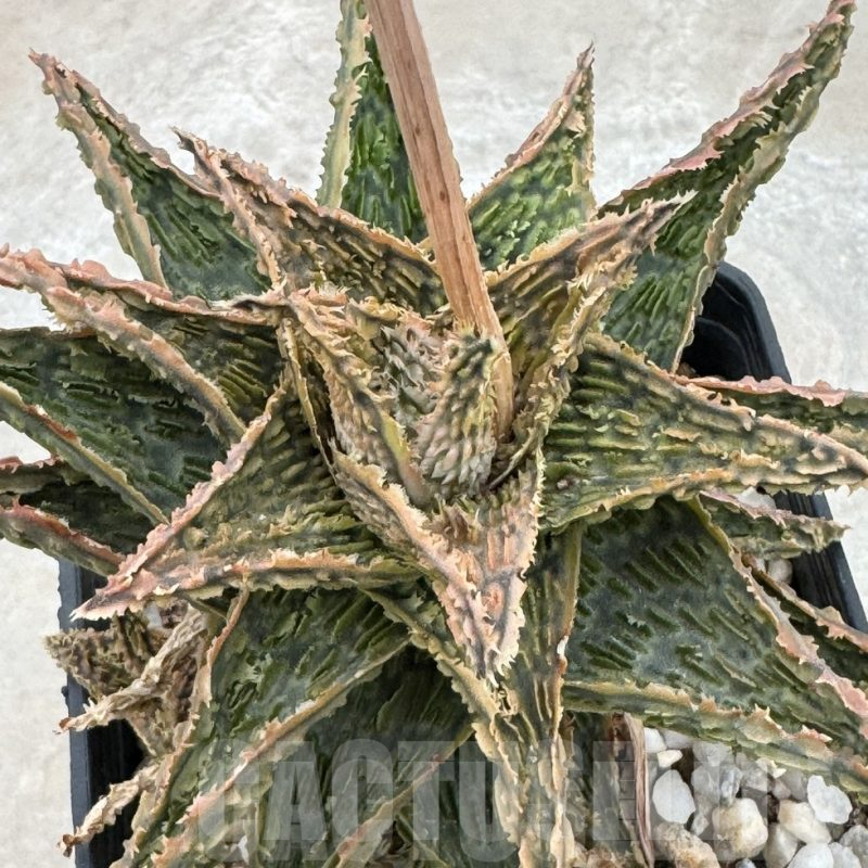 LOT923  20SEEDS Aloe EN67 harvest 2025