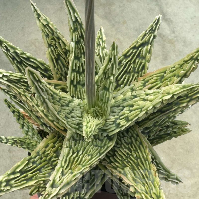 LOT873 10SEEDS Aloe EN13 harvest 2024