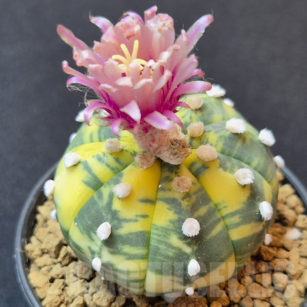 SH8812 Astrophytum asterias ‘Akabana’ f. variegata