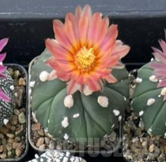 SH8916 Astrophytum asterias 'Kikko' 'Akabana', 5-ribs - Imagen 3