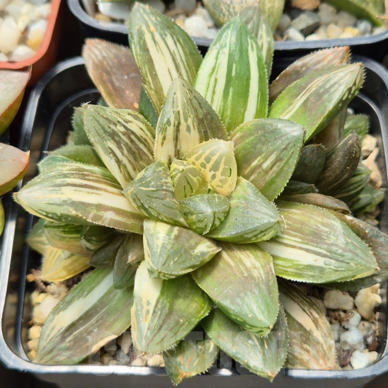 SH9674 Haworthia obtusa f. variegata hybrid