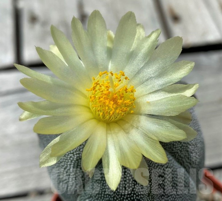 SH10852 Astrophytum myriostigma f. tricostatum