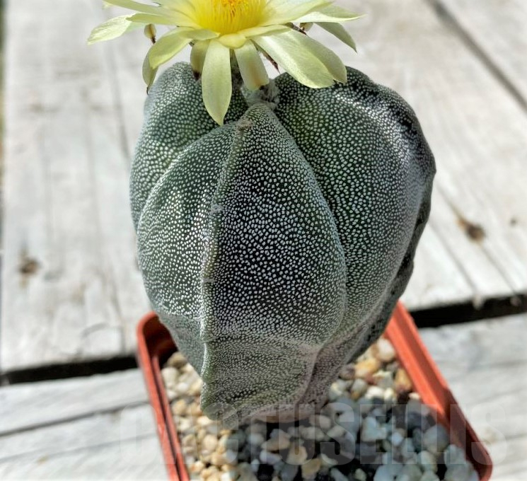 SH10852 Astrophytum myriostigma f. tricostatum - 画像 (2)
