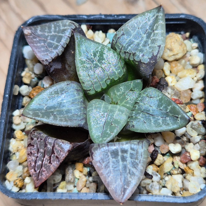 VVG13541 Haworthia comptoniana VVG7 x VVG5
