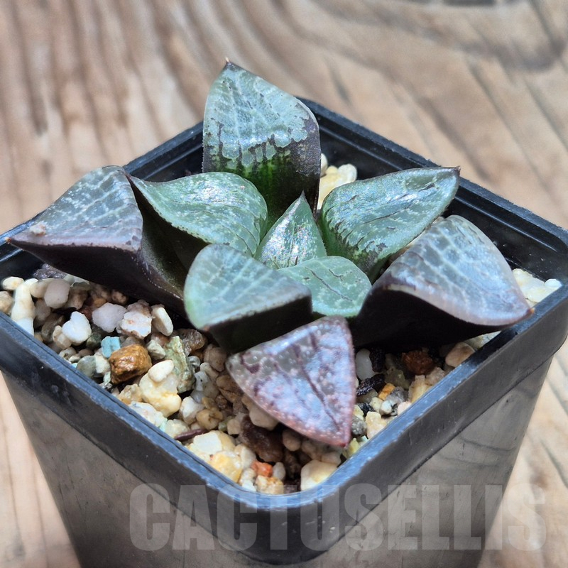 VVG13541 Haworthia comptoniana VVG7 x VVG5 - Image 2