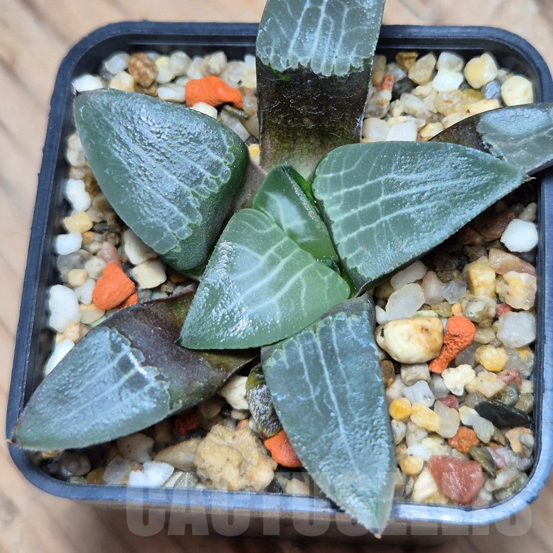 VVG13547 Haworthia comptoniana x bayeri seedling