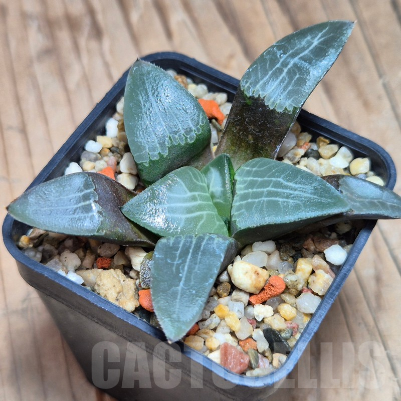 VVG13547 Haworthia comptoniana x bayeri seedling - Imagen 2
