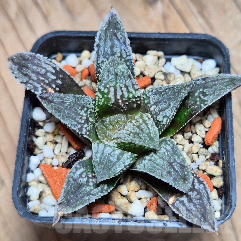 VVG13549 Haworthia ‘Black Major’ x ‘Yulia’ F2 seedling