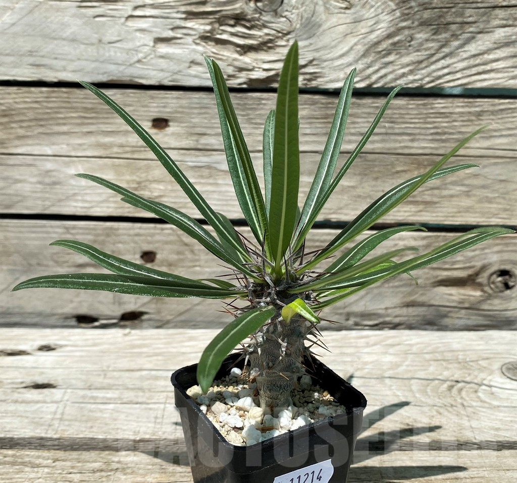 SH11214 Pachypodium lamerei – Bild 2