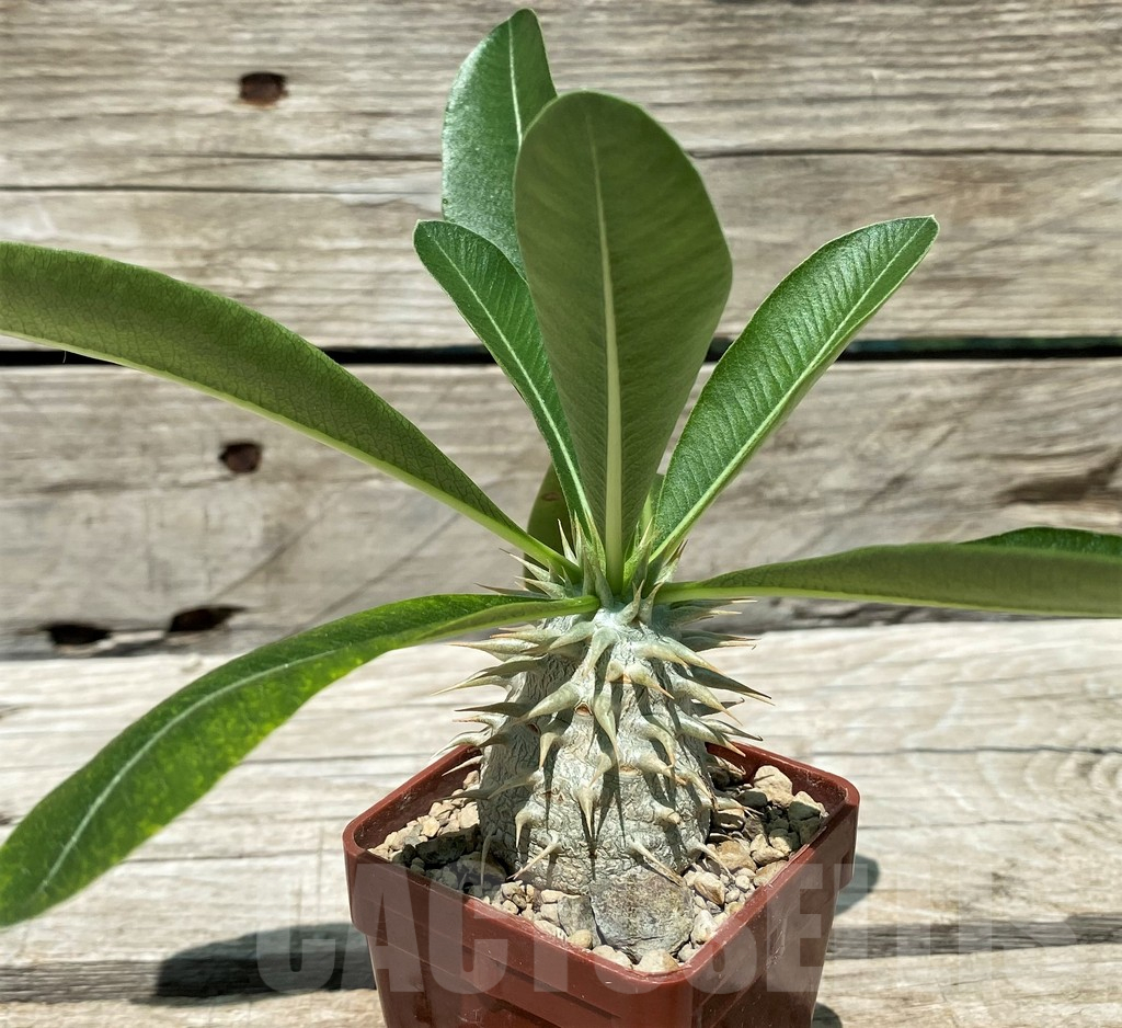 SH11216 Pachypodium eburneum