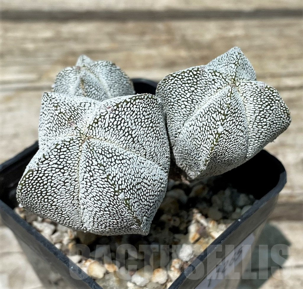 SH11265 Astrophytum myriostigma 'Onzuka' v. quadricostatum