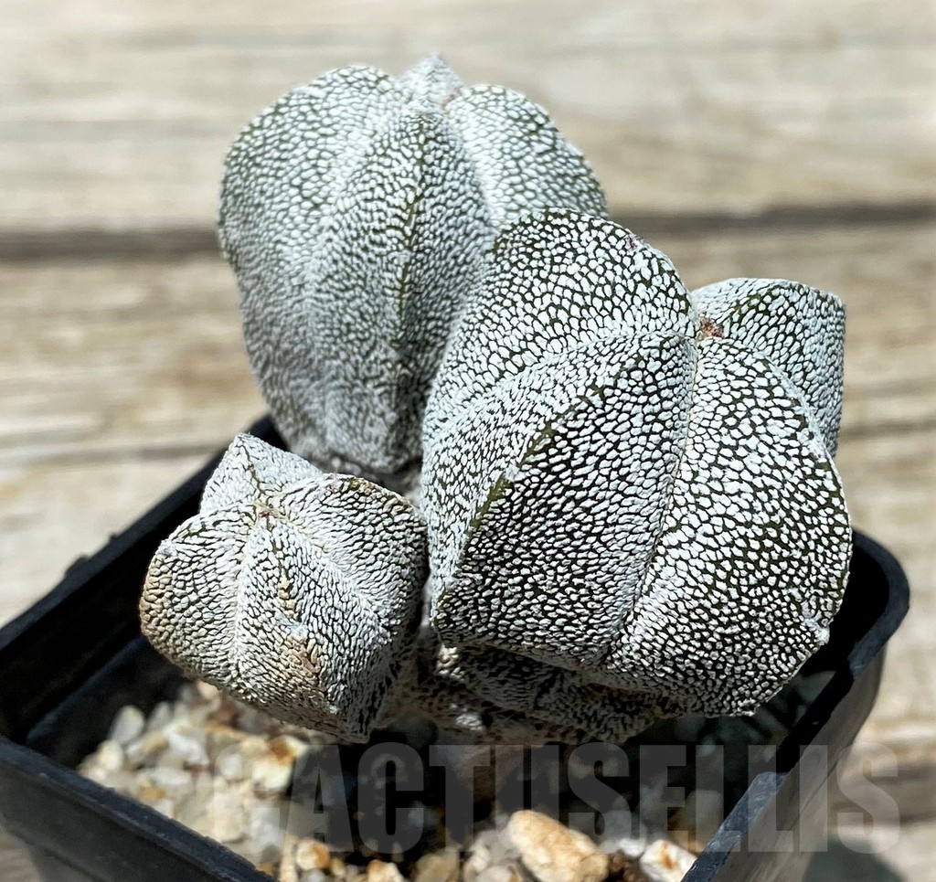 SH11265 Astrophytum myriostigma 'Onzuka' v. quadricostatum - Image 2