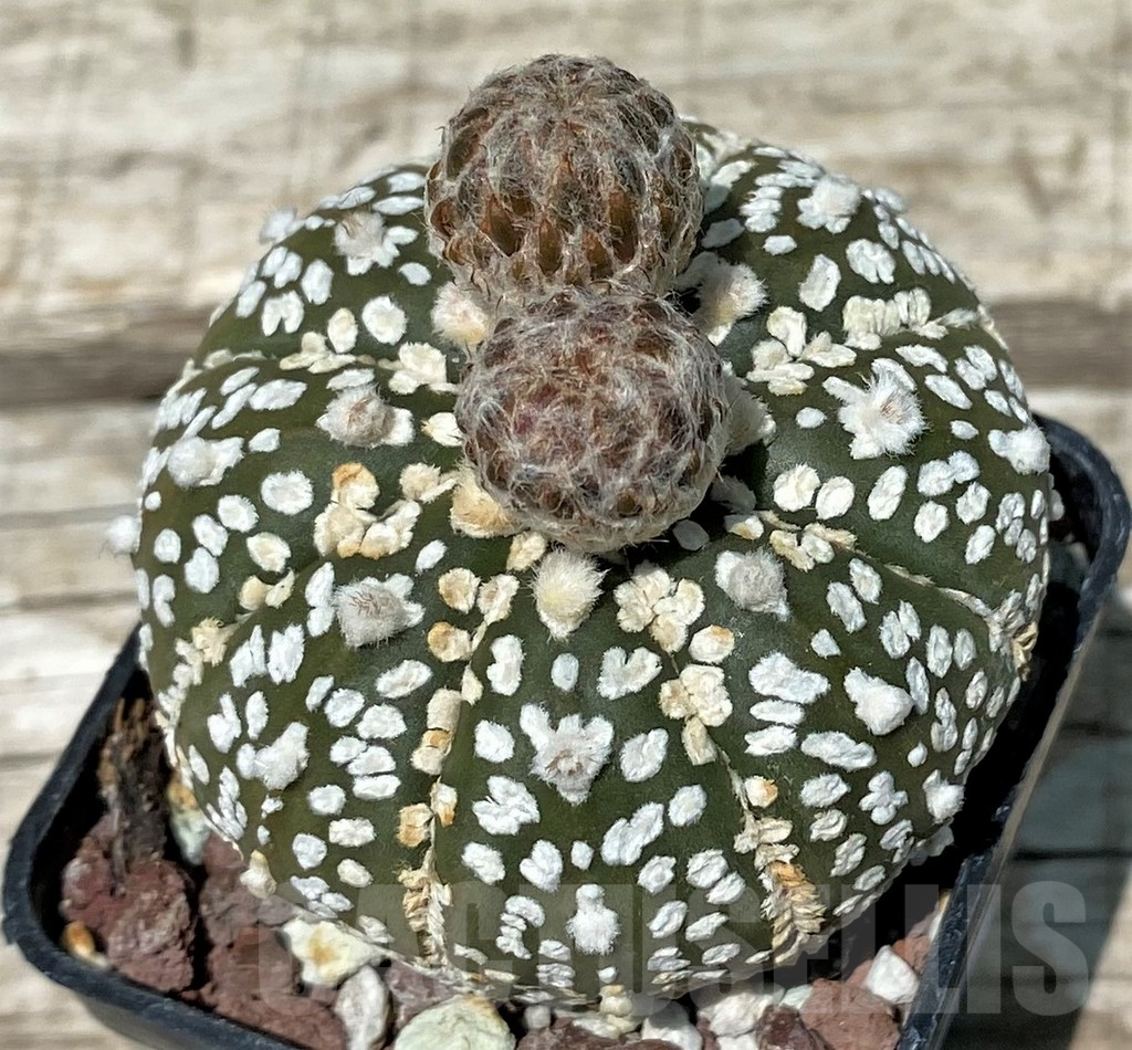 SH11266 Astrophytum asterias 'Super Kabuto'