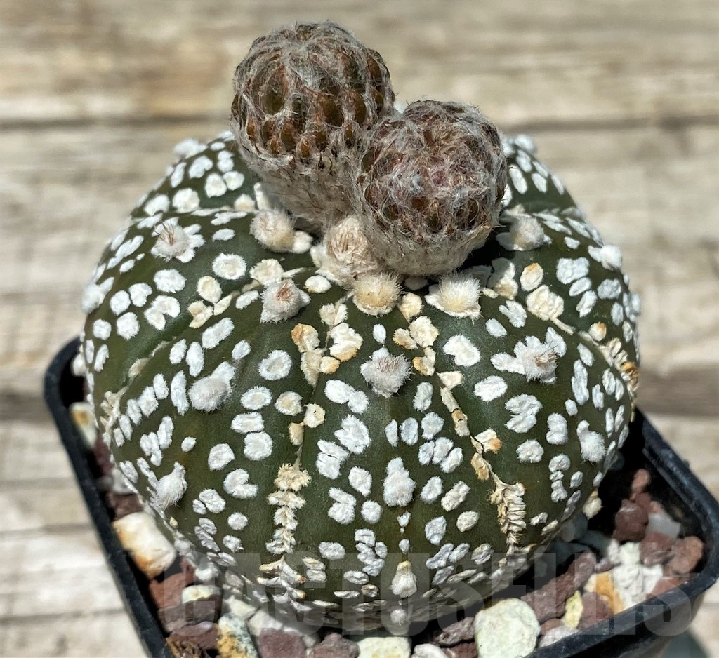 SH11266 Astrophytum asterias 'Super Kabuto' - Image 2