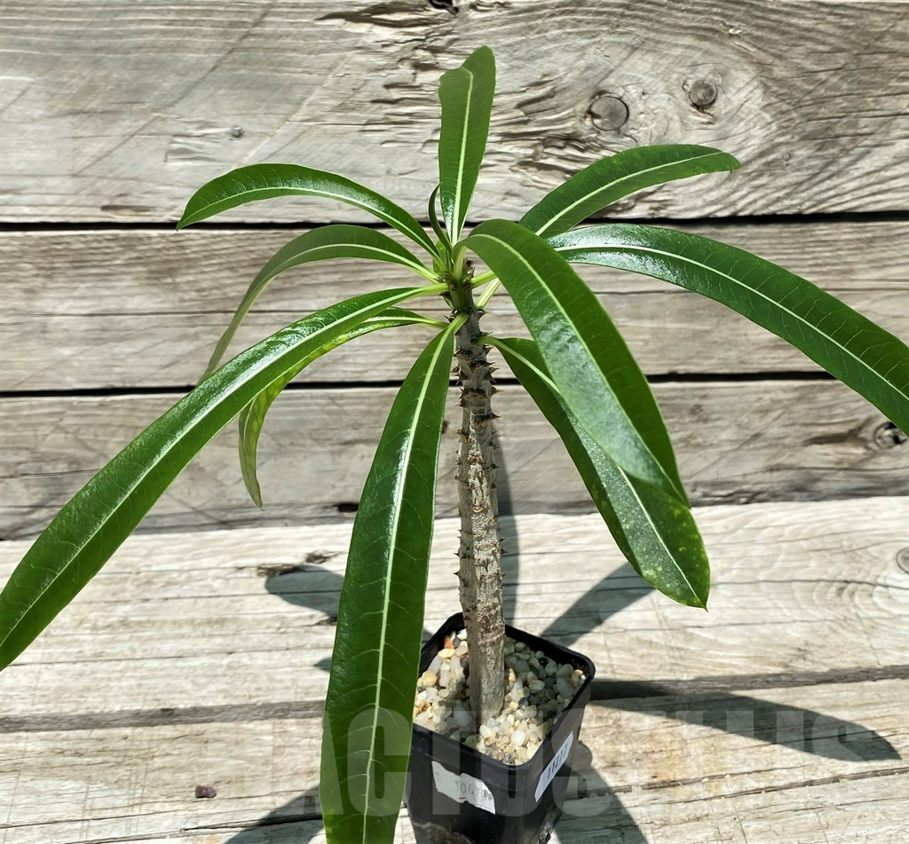 SH11217 Pachypodium rutenbergianum