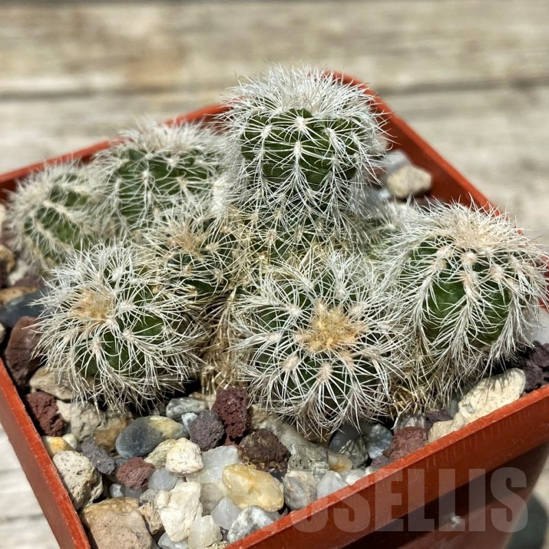 SH11268 Gymnocalycium bruchii v. albispinum