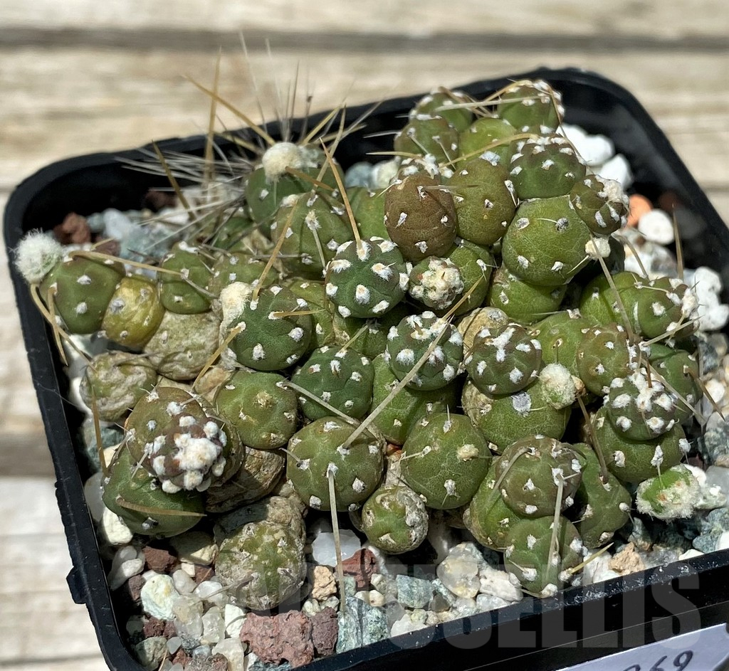 SH11269 Tephrocactus pentlandii v. fuauxianus
