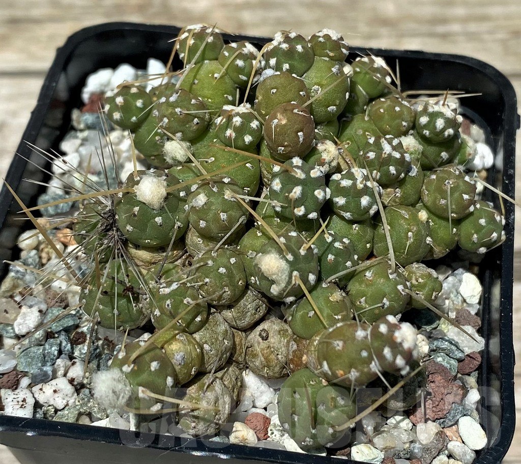 SH11269 Tephrocactus pentlandii v. fuauxianus - immagine 2