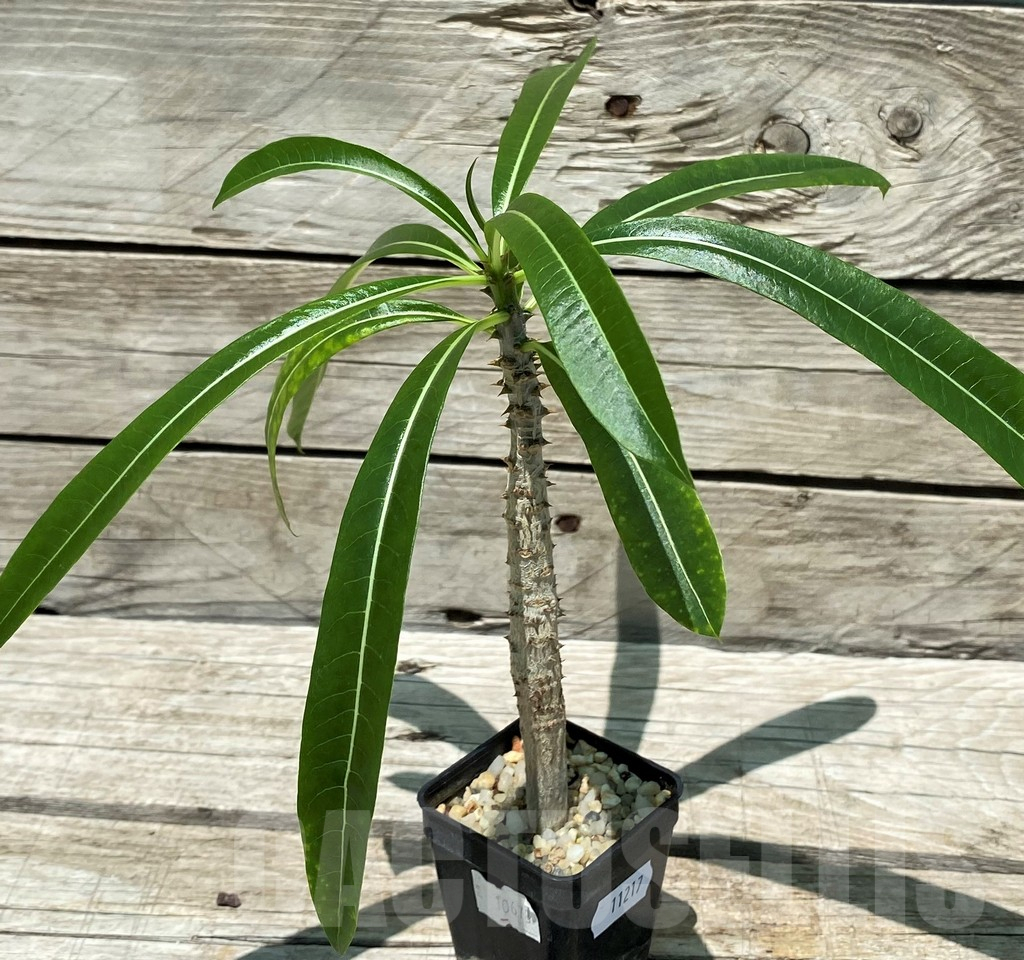 SH11217 Pachypodium rutenbergianum - Imagen 2