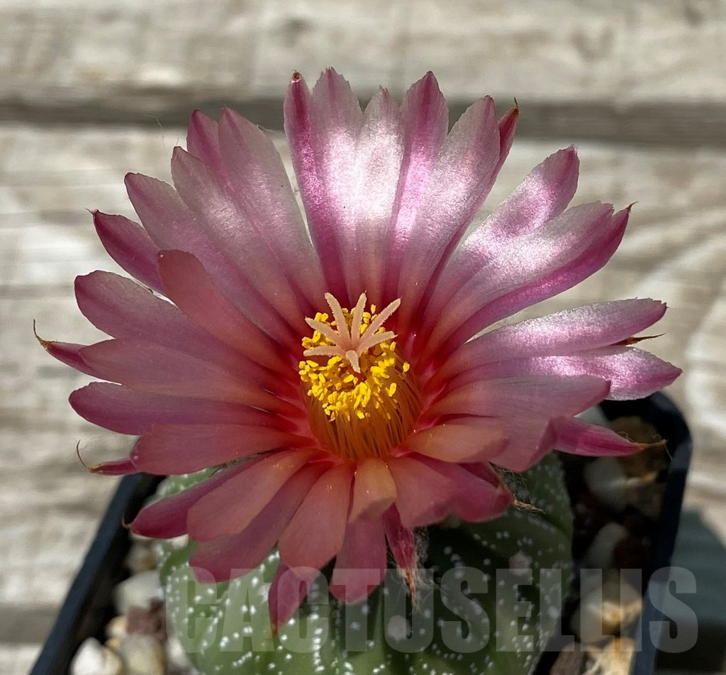 SH11272 Astrophytum asterias 'Pink'