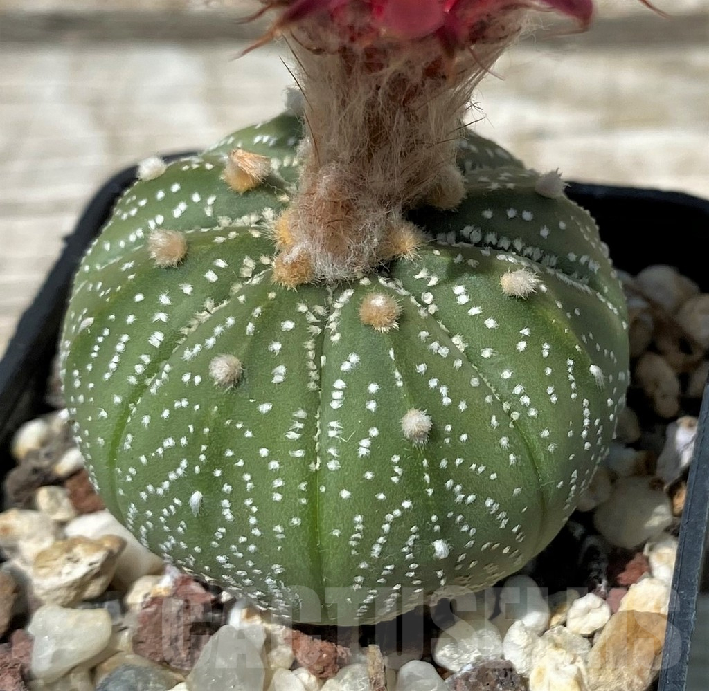 SH11272 Astrophytum asterias 'Pink' - immagine 2