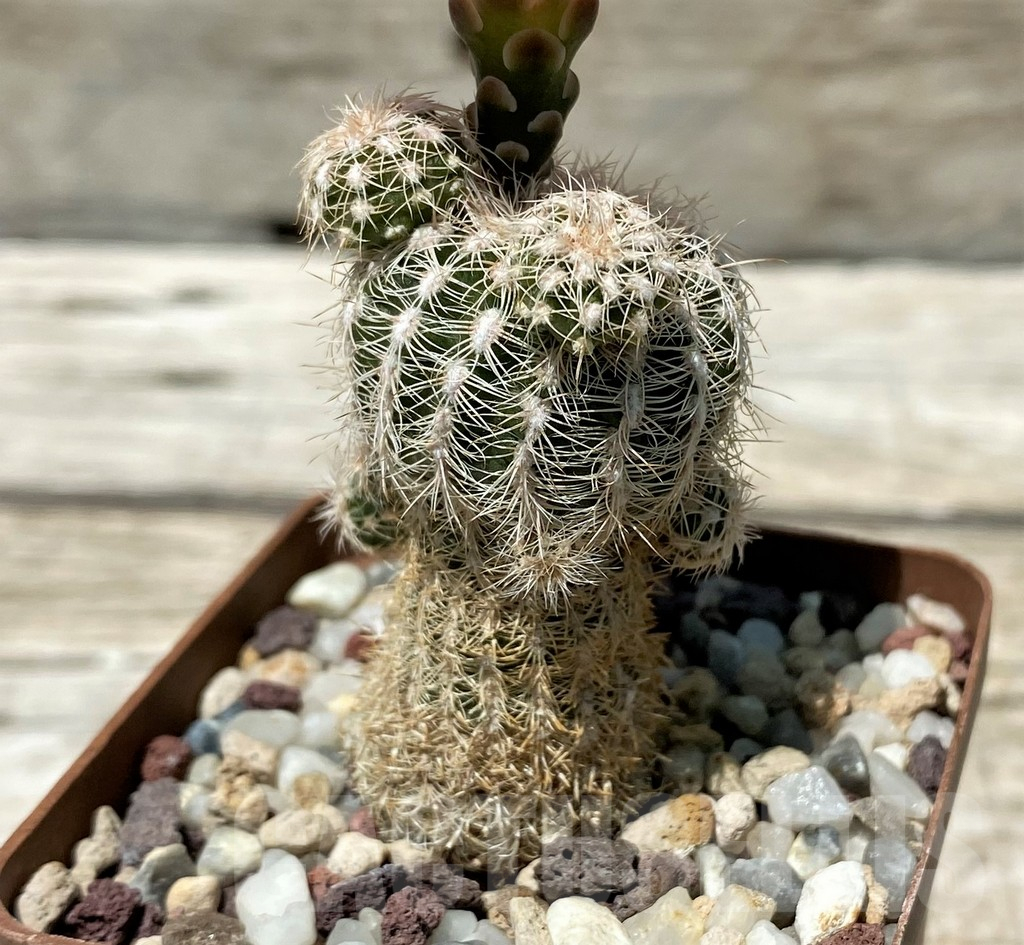 SH11273 Gymnocalycium bruchii v. albispinum - Image 3