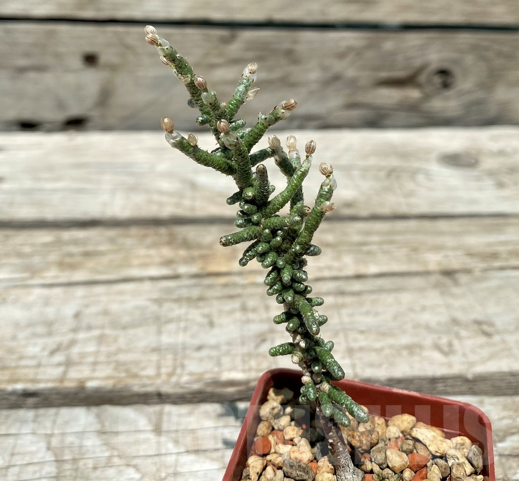 SH11218 Avonia ustulata PA 1247 - Imagen 2