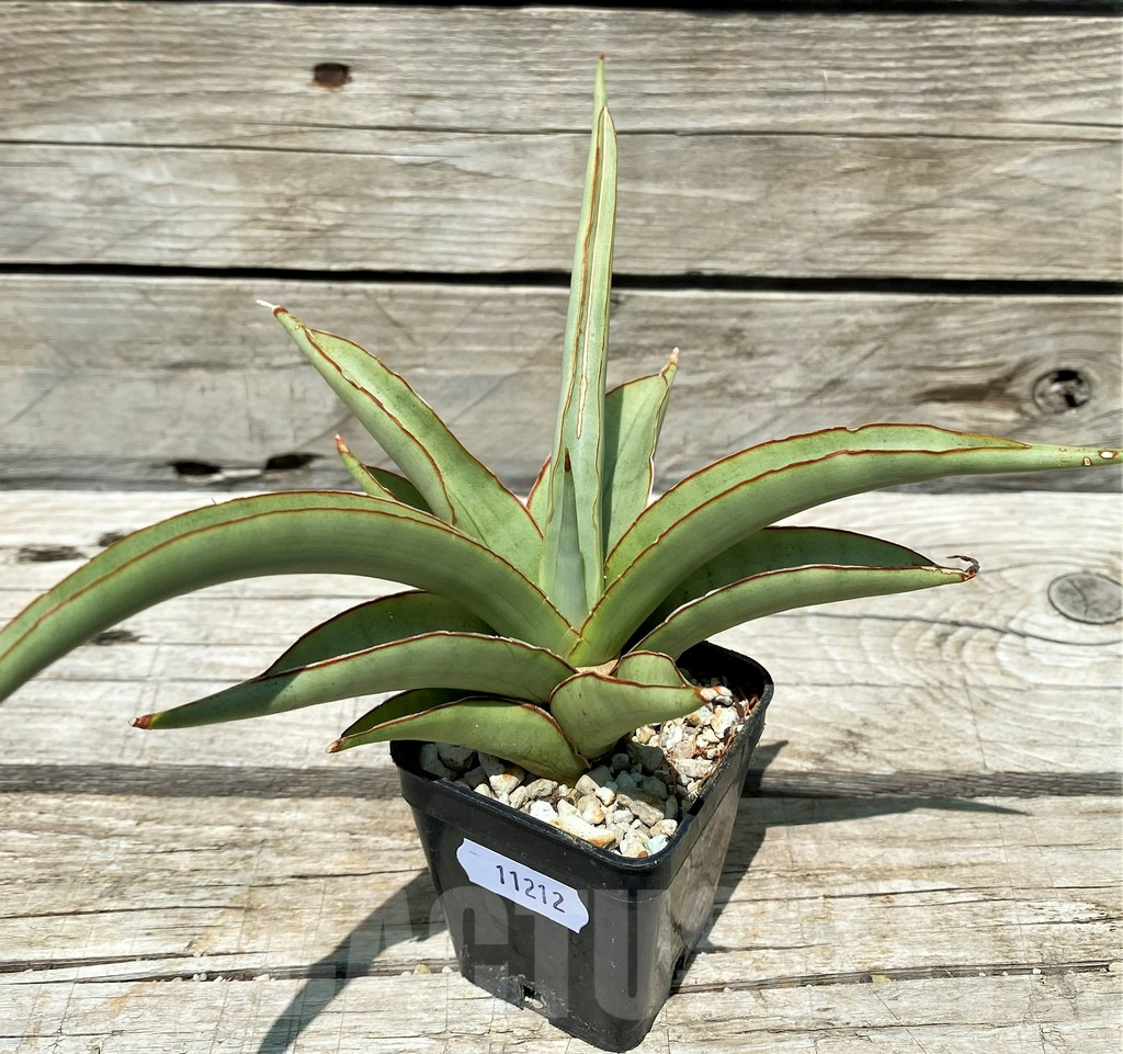 SH11212 Sansevieria 'Chao Phraya' - Image 2