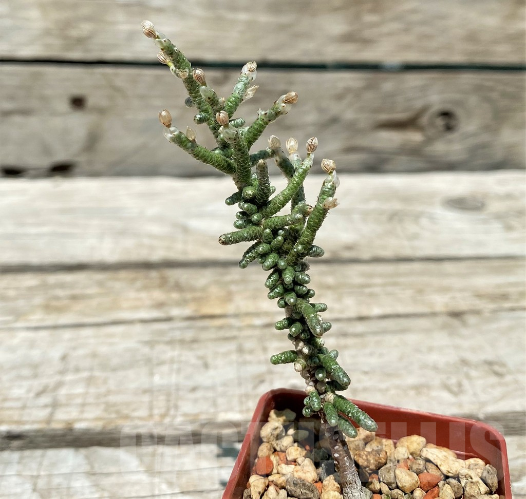 SH11218 Avonia ustulata PA 1247