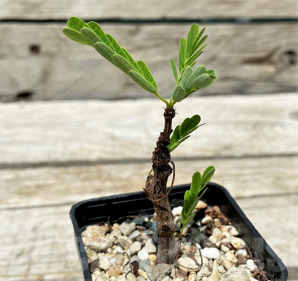 SH11219 Senna meridionalis