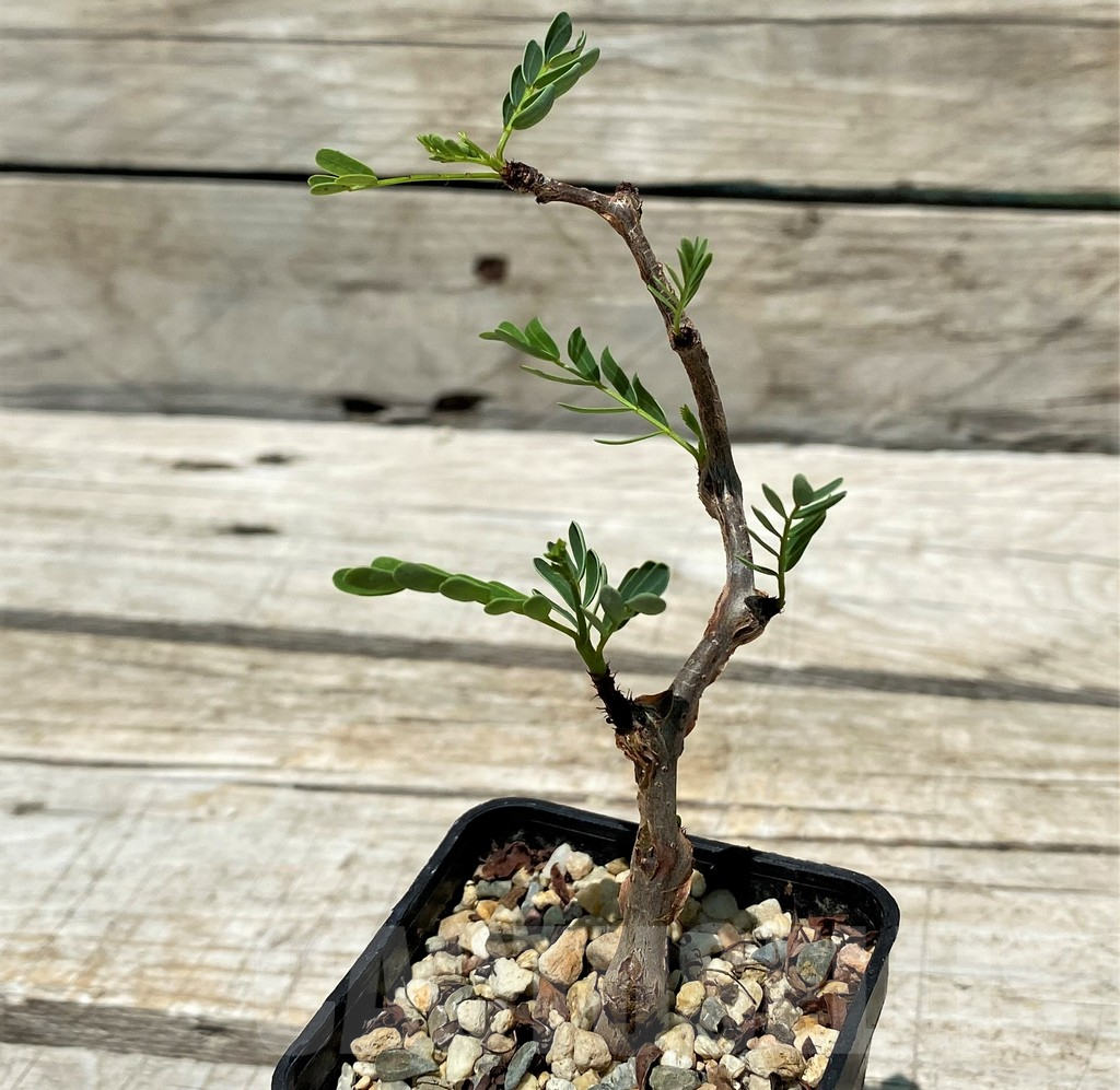 SH11220 Senna meridionalis