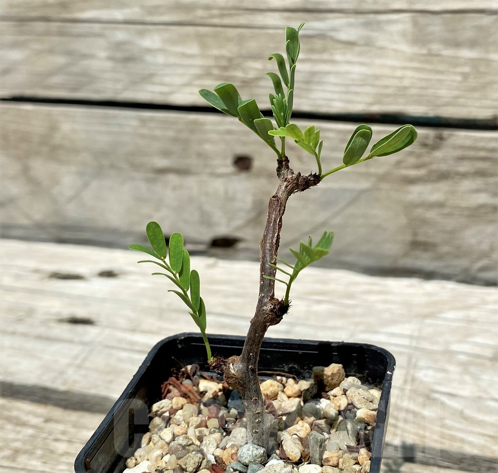 SH11221 Senna meridionalis