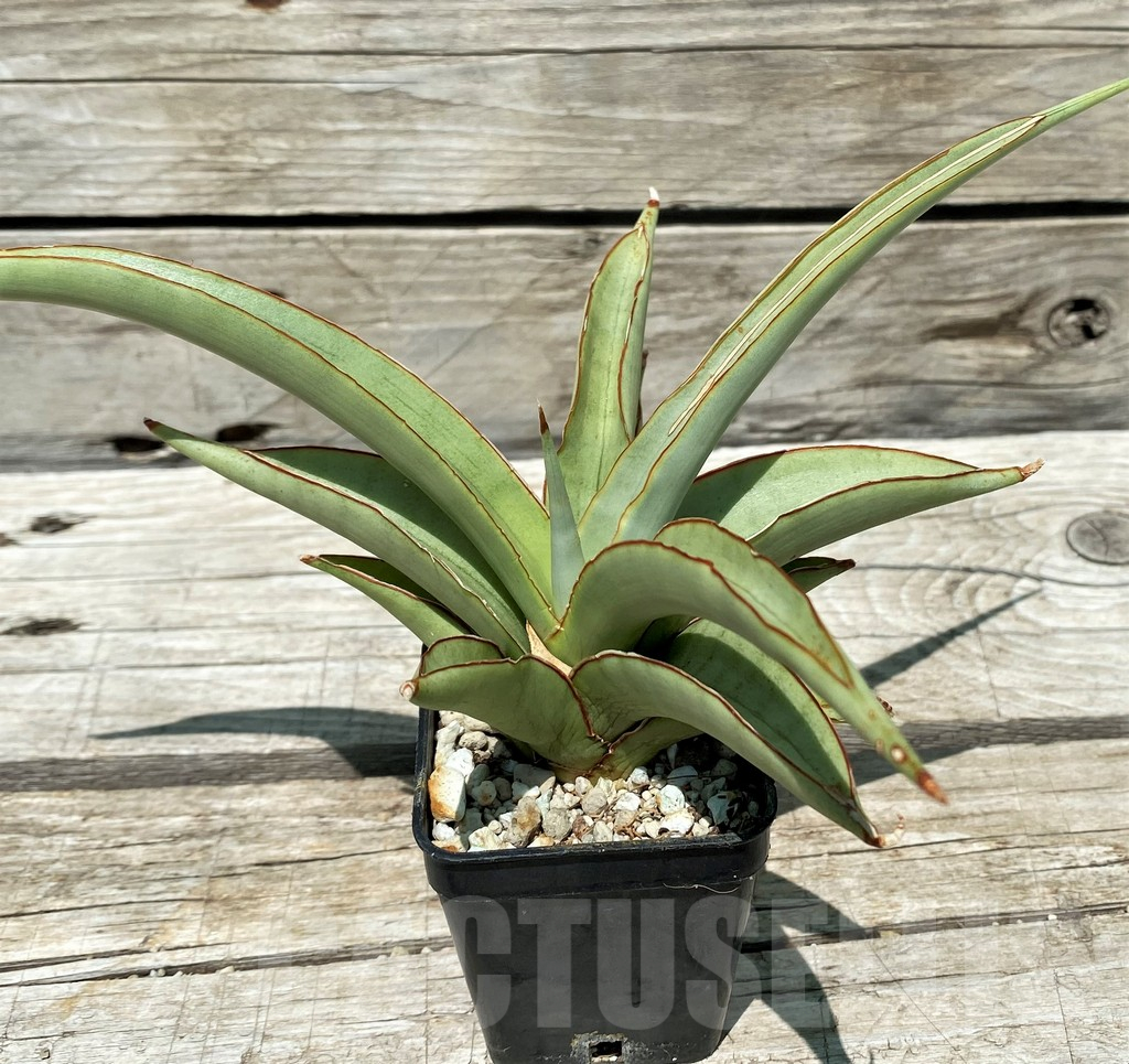 SH11212 Sansevieria 'Chao Phraya'