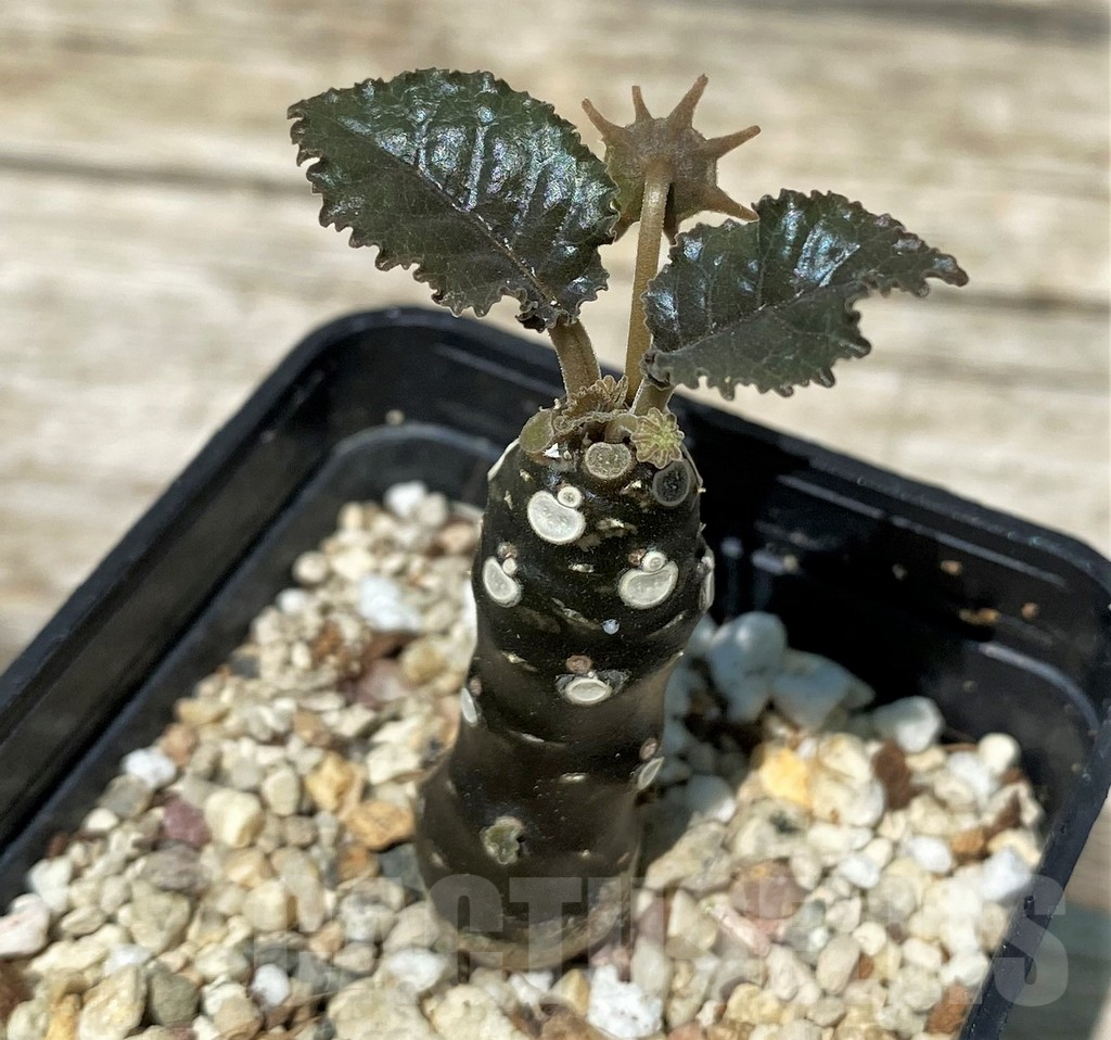 SH11223 Dorstenia hybrid