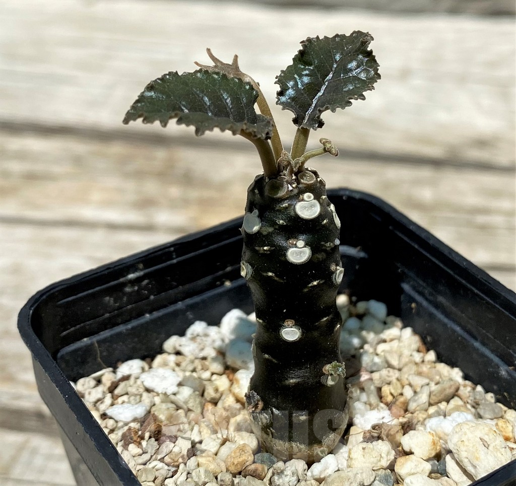 SH11223 Dorstenia hybrid - immagine 2