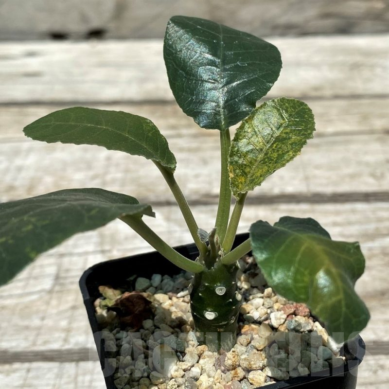 SH11225 Dorstenia foetida f. variegata