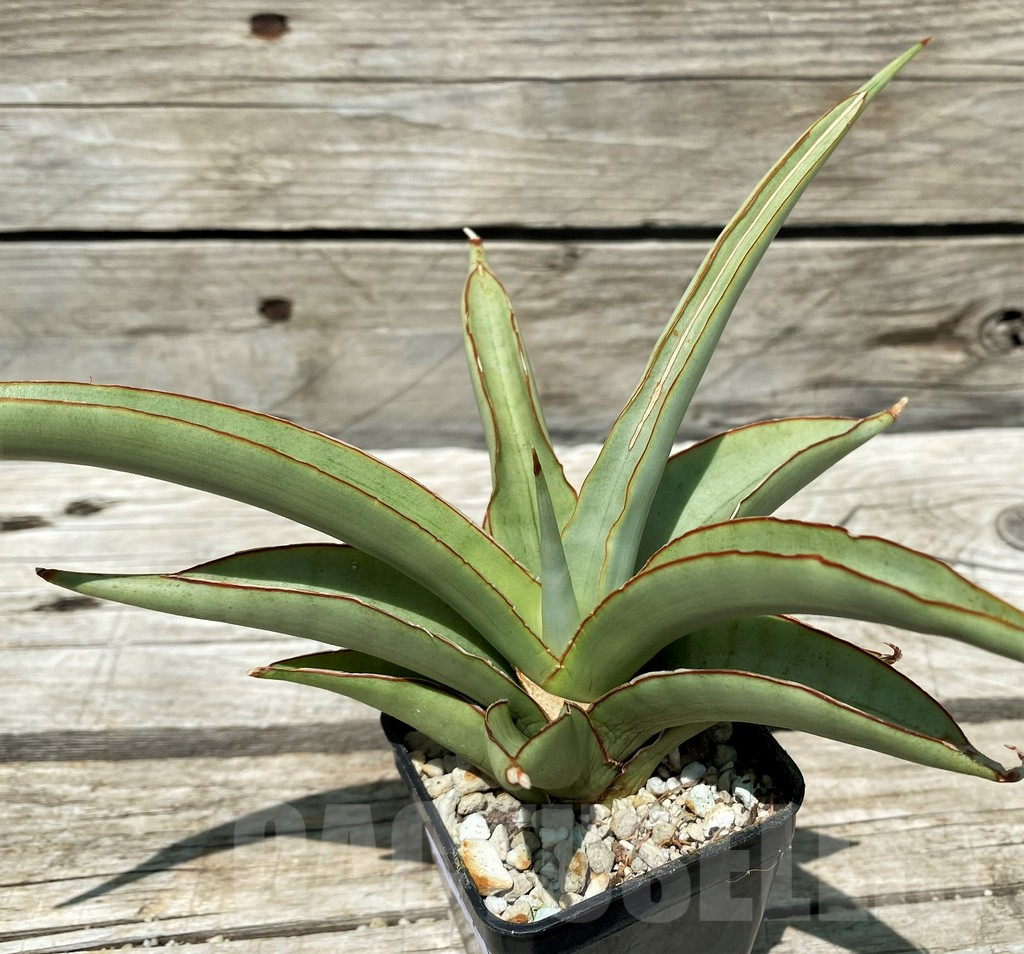 SH11212 Sansevieria 'Chao Phraya' - Image 3