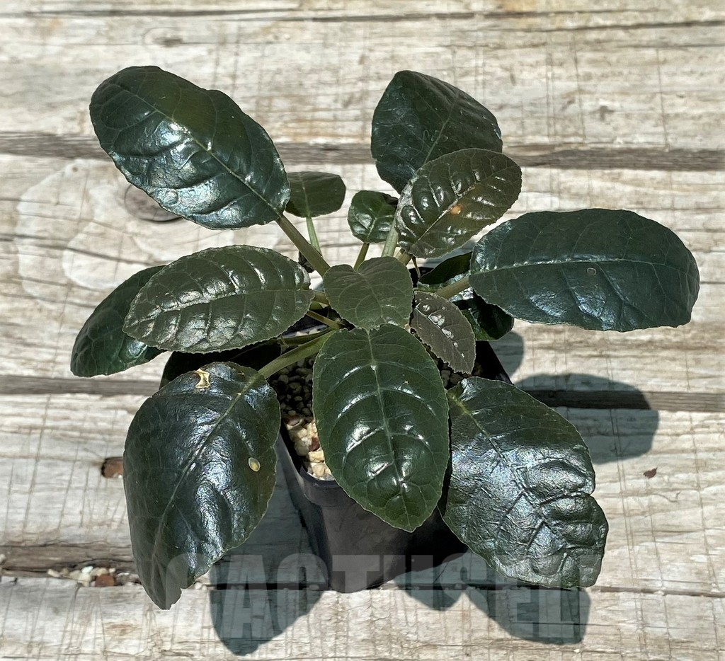 SH11227 Dorstenia foetida