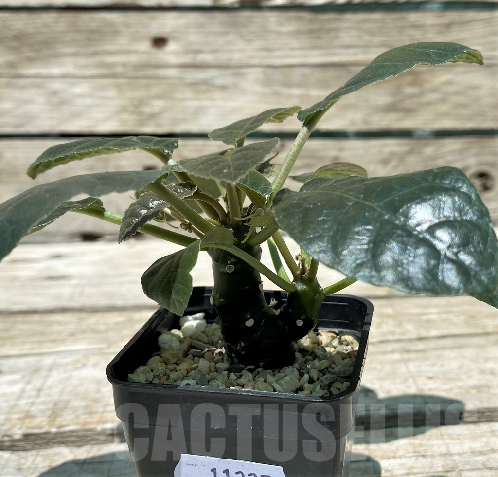 SH11227 Dorstenia foetida - Image 2