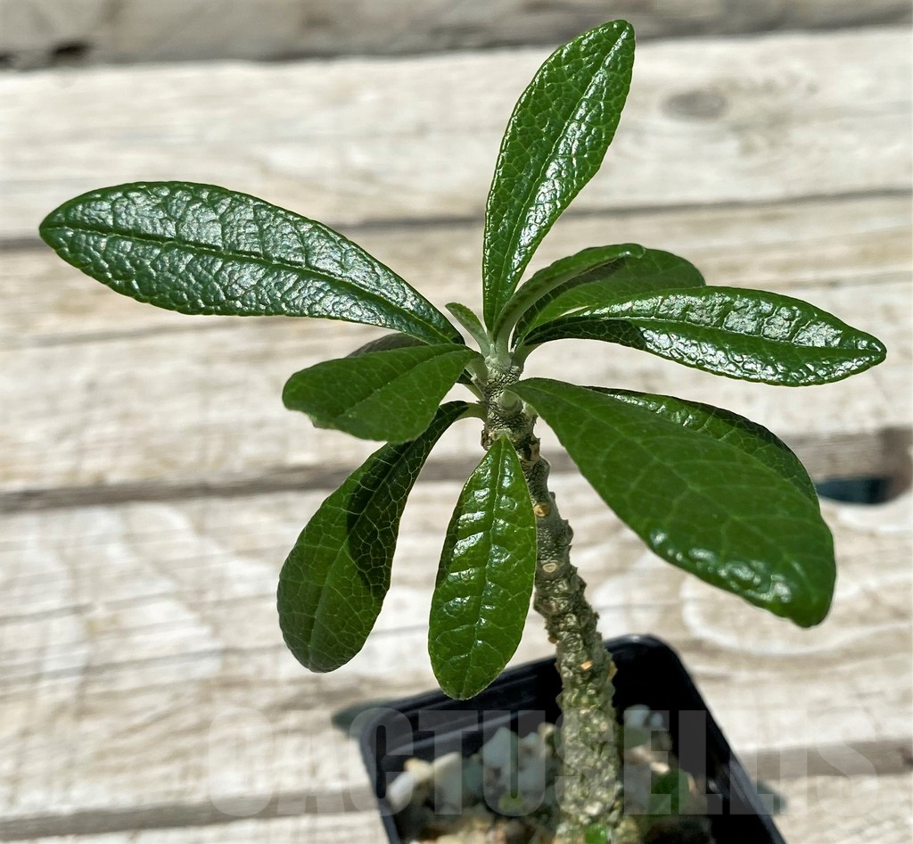 SH11228 Dorstenia gigas