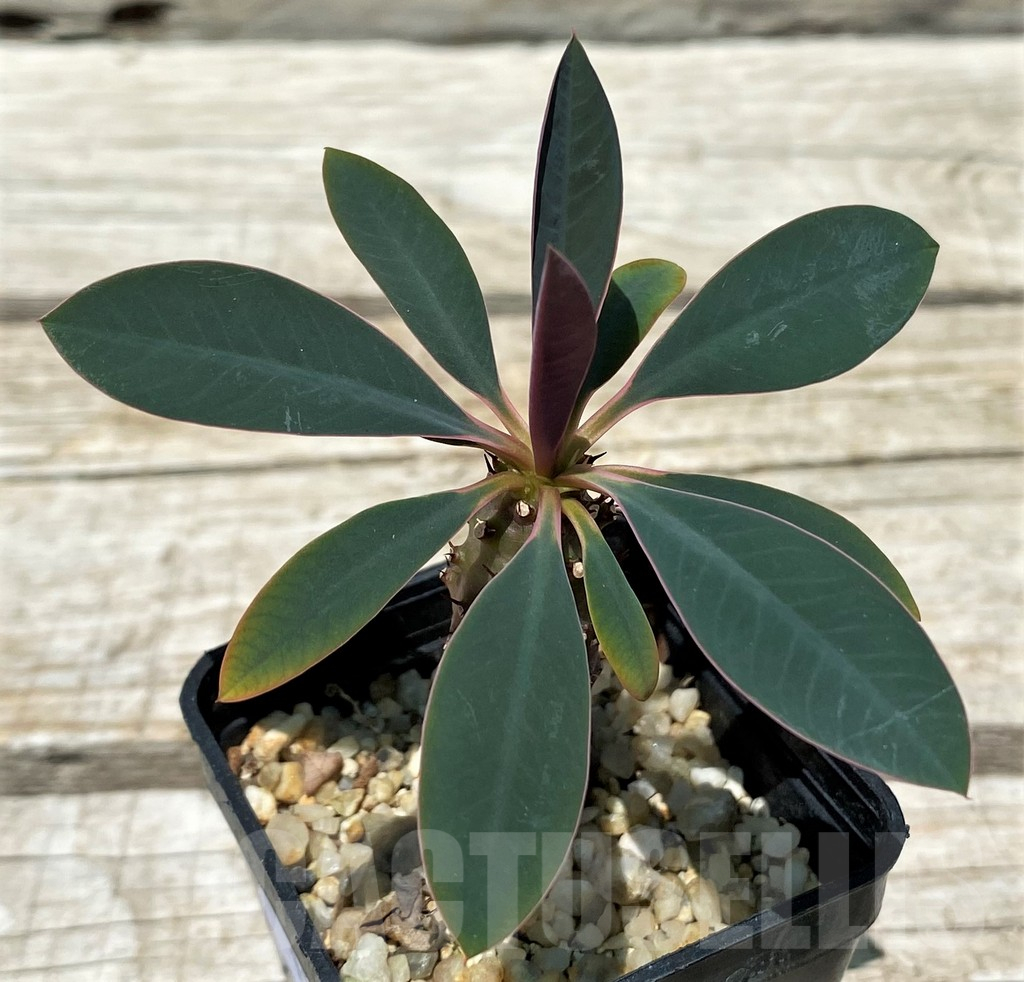 SH11229 Euphorbia pachypodioides - Image 2