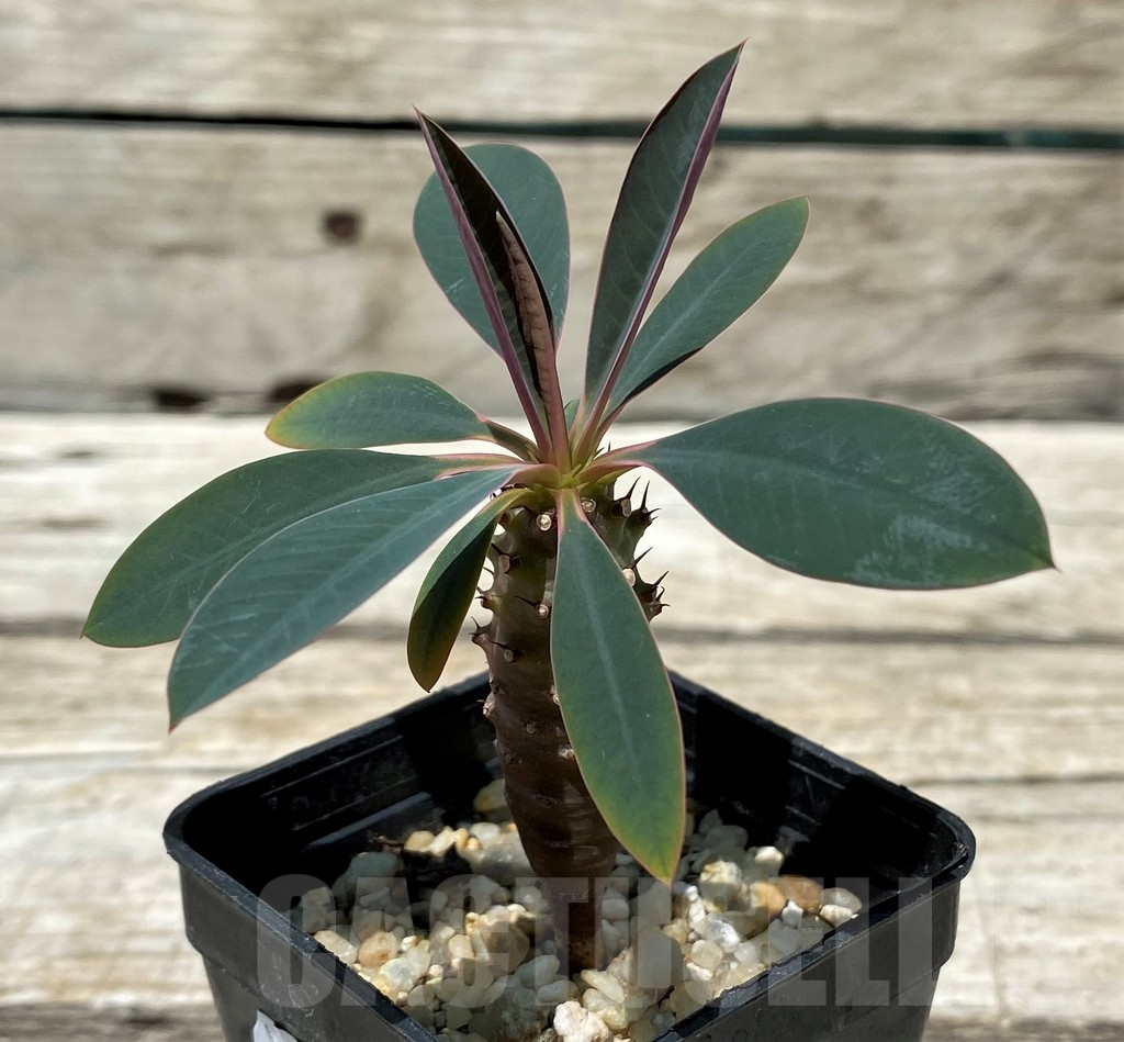 SH11229 Euphorbia pachypodioides