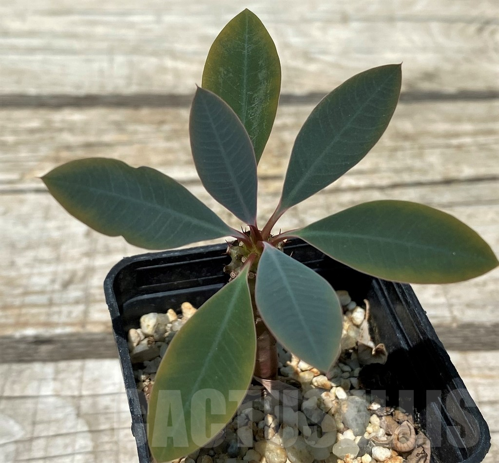 SH11230 Euphorbia pachypodioides