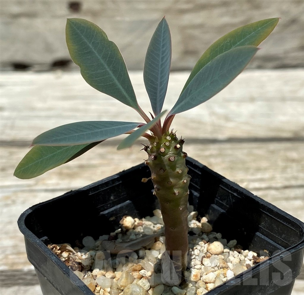 SH11230 Euphorbia pachypodioides - Image 2